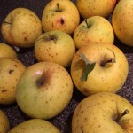 Honey Gold Apples